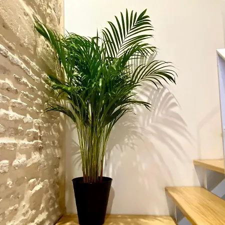 Apartmán Loft Jerez Centro *